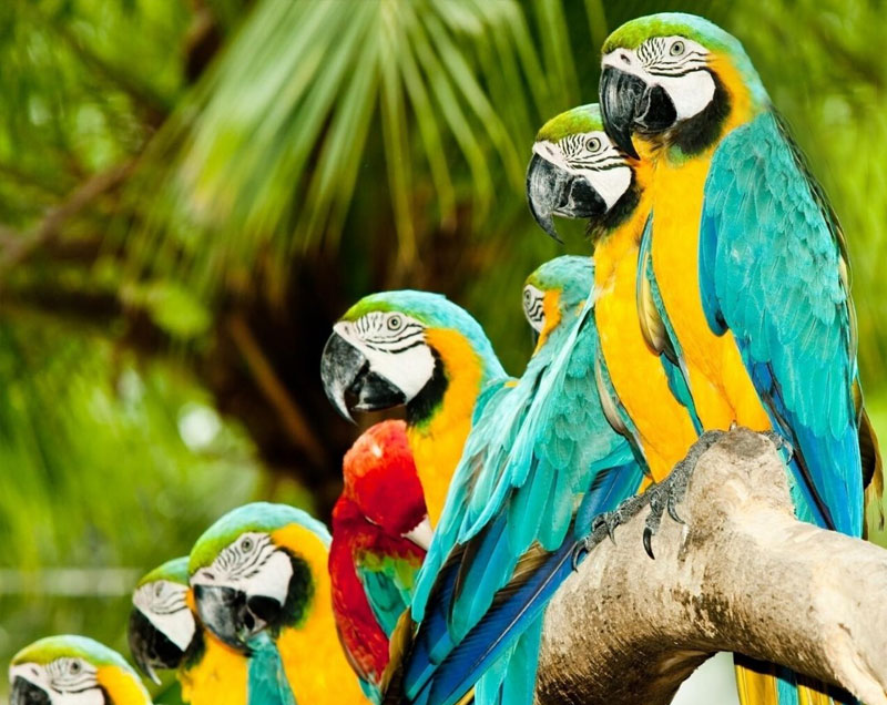 Things to do in Yala