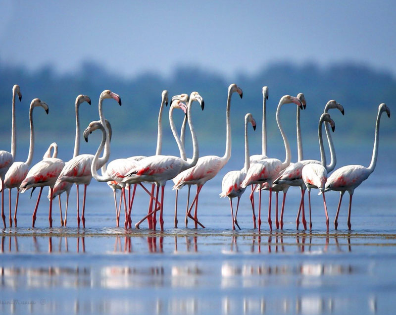 Things to do in Yala