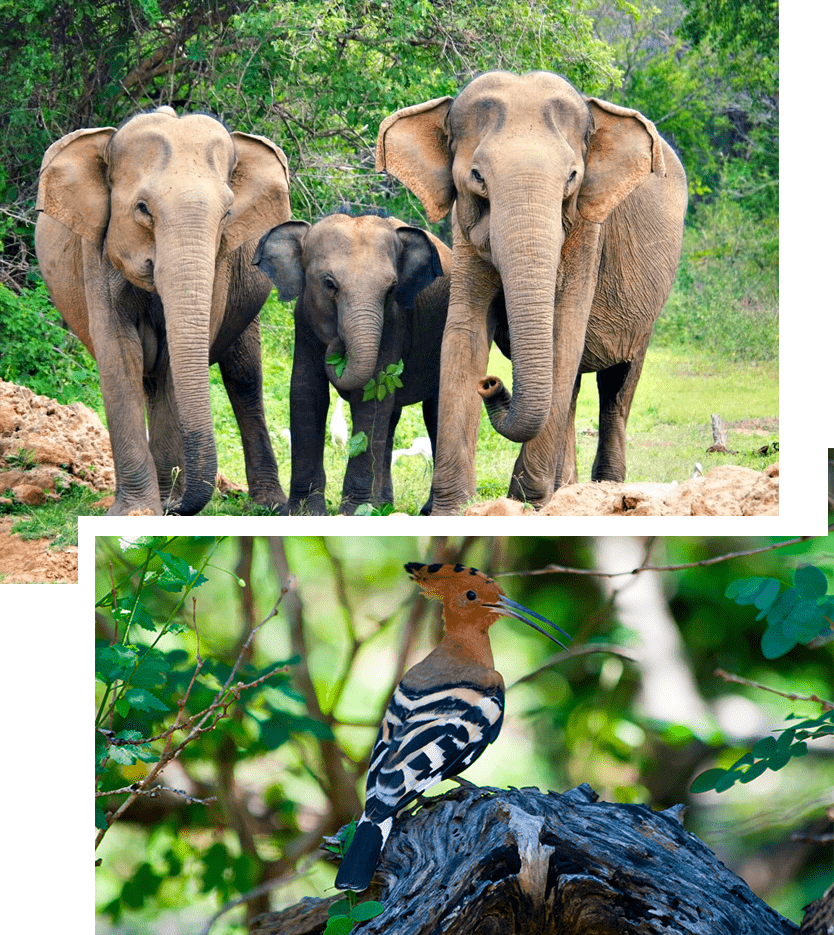 Things to do in Yala