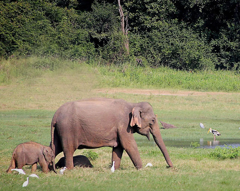 Things to do in Yala