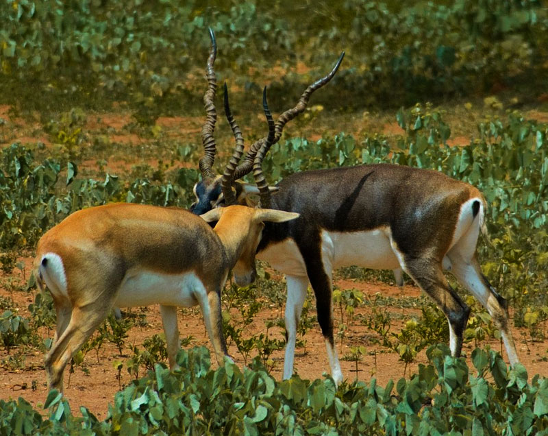 Things to do in Yala