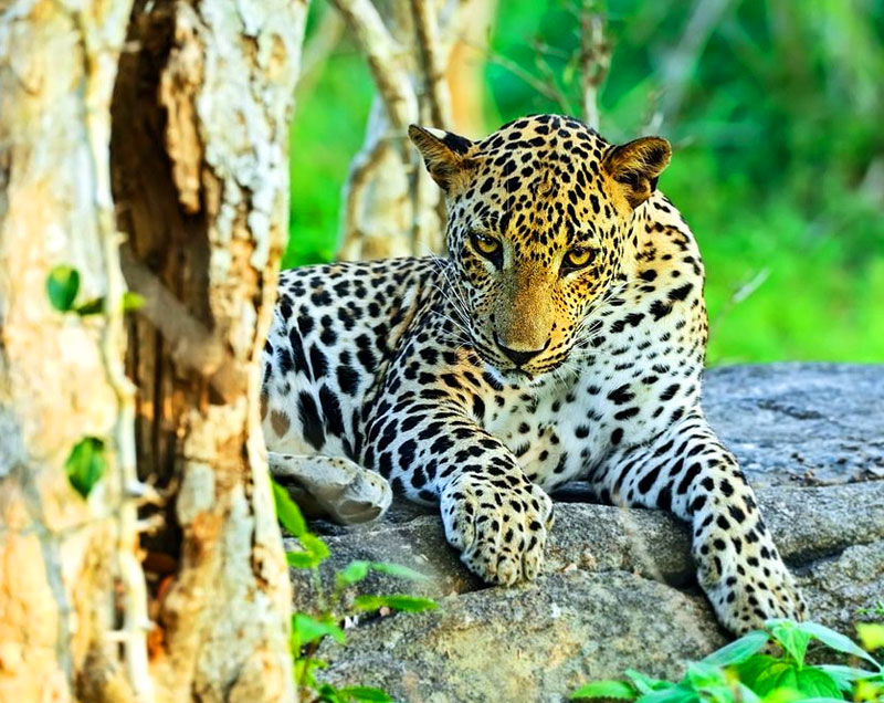 Things to do in Yala