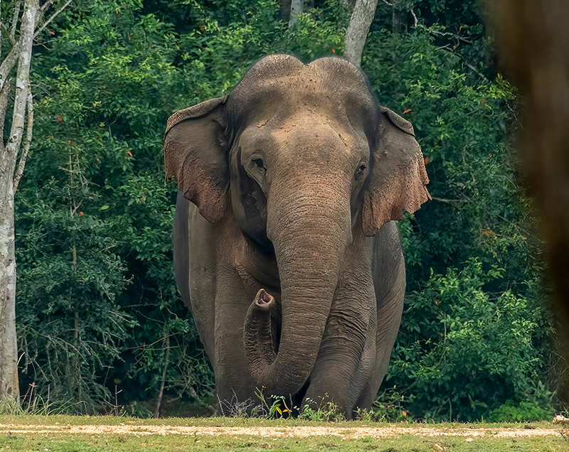 Things to do in Yala